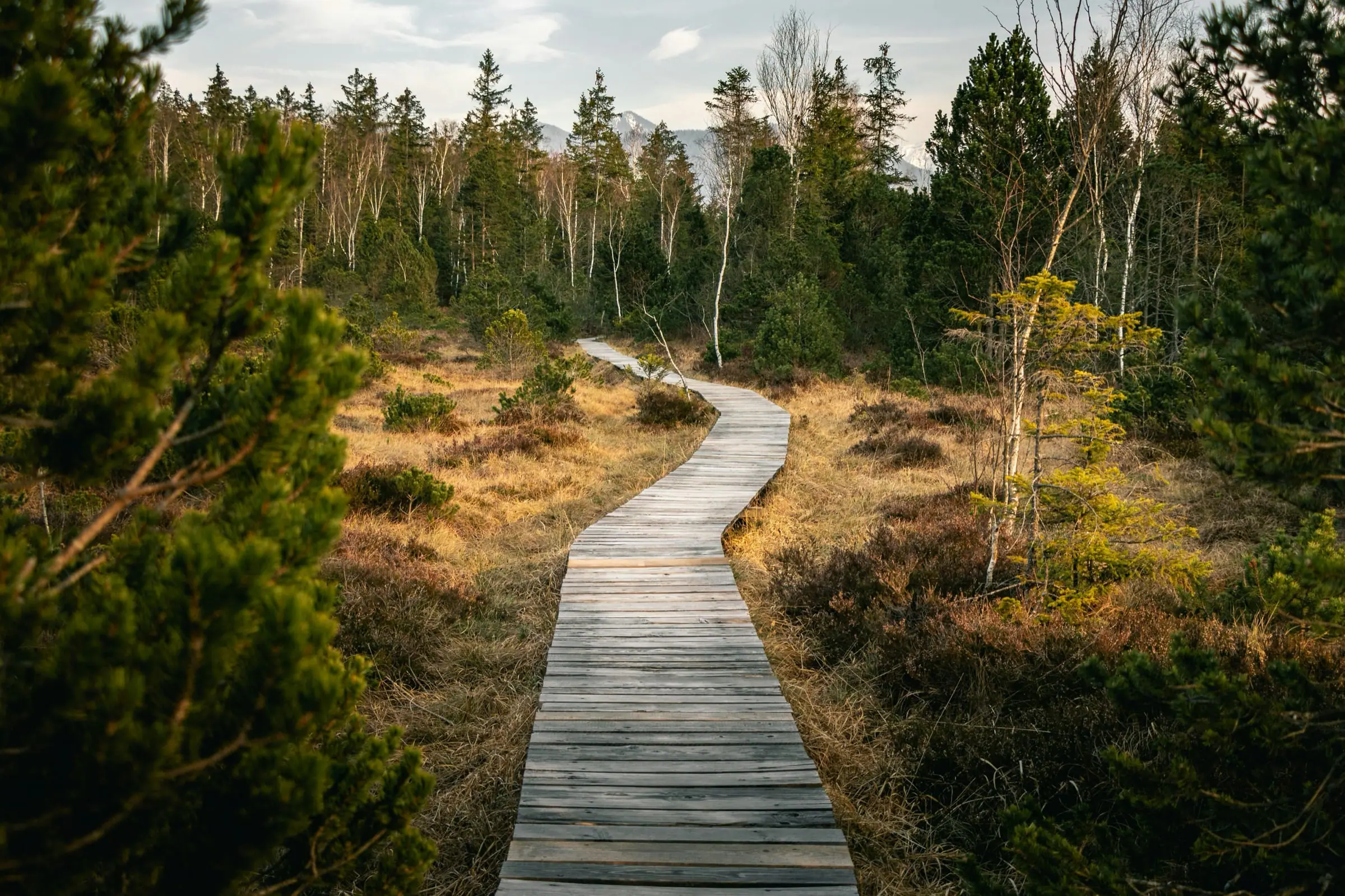 A quiet wooden path through green woodland